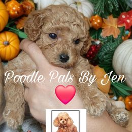 Poodle All Grown Up from Poodle Pals By Jen
