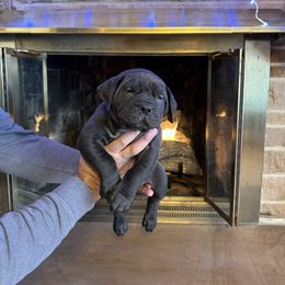 Light pink collar female - Black female Boerboel puppy in Rockford, Illinois from Adoraboerboels