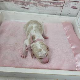 Skye - Parti female Goldendoodle puppy in Grabill, Indiana from Rose's Doodles