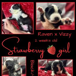 Strawberry Girl - Panda female German Shepherd puppy in Apache Junction, Arizona from CS Vista Farms