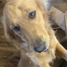 Katherine - Golden Retriever