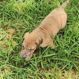 Yang - Merle male Great Dane puppy in Jerusalem, Arkansas from Mara Danes