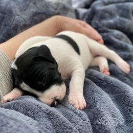 Valentine - Black and white female German Shorthaired Pointer puppy in Hot Springs, Virginia from Thunder Mountain Gun Dogs