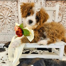 Ginger - Yellow and white female Bernedoodle puppy in Mckinney, Texas from M2 Bernedoodles