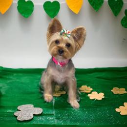 Kira - Yorkshire Terrier