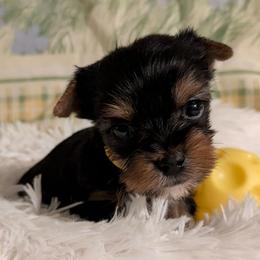 Phil - Black and gold male Yorkshire Terrier puppy in Gatesville, Texas from KontryKritterz Yorkies