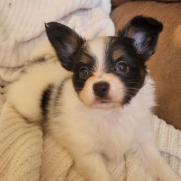 Tri male 2 - White black and tan male Papillon puppy in Florida from Tammy's Papillon Playpen