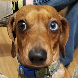 Casey - Dachshund