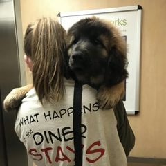 Great Pyrenees and Leonberger Puppies from Easter Acres