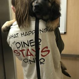 Great Pyrenees and Leonberger Puppies from Easter Acres