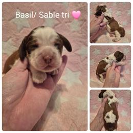 Basil - Red and white female English Springer Spaniel puppy in Freeland, Michigan from McNally's Springer Spaniels