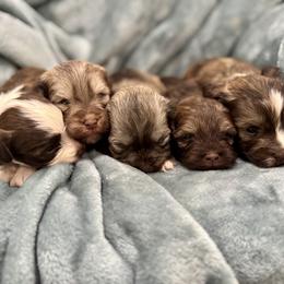Havanese puppies from Havan Sent Havanese
