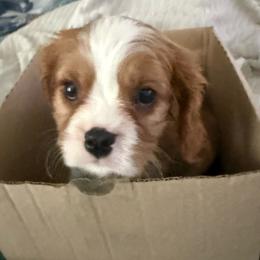 Smudge - Blenheim male Cavalier King Charles Spaniel puppy in Ocala Fl, Florida from Encore Cockers