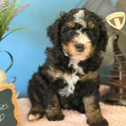 Henry - Tri-color male Bernedoodle puppy in Denver, Pennsylvania from Redcay's Mini Bernedoodles