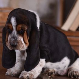 Basset Hounds from Albie's Bassett Farm