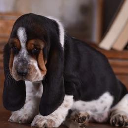 Basset Hounds from Albie's Bassett Farm