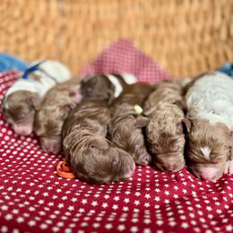 Yellow - Merle female Goldendoodle puppy in Hesperia, Michigan from Red Acres Poodles & Doodles