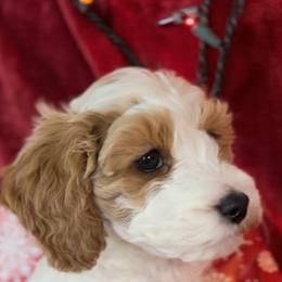 Goldendoodle All Grown Up from Scherrer Sweet Goldendoodles