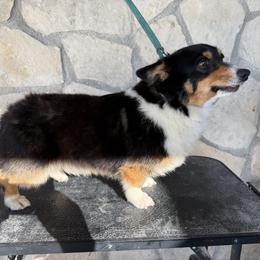 Ruger - Pembroke Welsh Corgi
