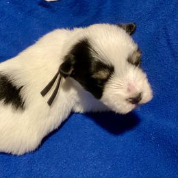 Maltipoo, Morkie, and Yorkipoo Puppies from Danza Bolo