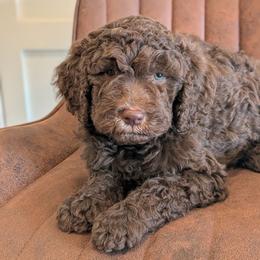 Hattie - Chocolate female Goldendoodle puppy in Prattville, Alabama from Jericho Junction Doodles and Poodles