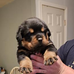 Boy2 - Black and mahogany male Rottweiler puppy in Bartonsville, Pennsylvania from Karol's Rottweilers
