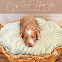 Puppy Pick 4 - Red  female Goldendoodle puppy in Whitesburg, Georgia from Asbury & Co Farms