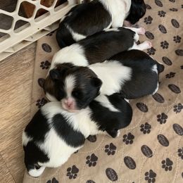 Shih Tzu Puppies from Beverly's Heart Shih Tzu