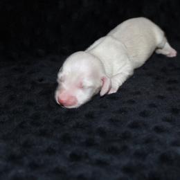 Angel - Cream female Dachshund puppy in Powderly, Texas from Kuttin’ Up Mini Aussies