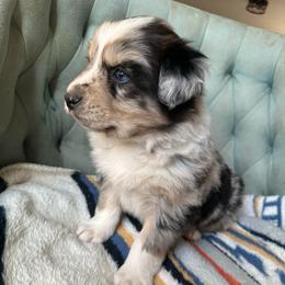 Hank - Blue merle male Australian Shepherd puppy in Bison, South Dakota from South Dakota Creekside Australian Shepherds