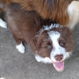 Border Collies from bellons borders