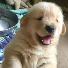 Golden Retriever Puppies from Tahnee Golden Retrievers