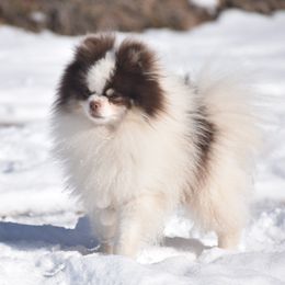 Augie - Pomeranian
