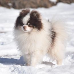 Augie - Pomeranian