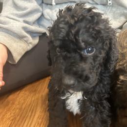 Snoop - Black and white male Bernedoodle puppy in Riverside, California from Wimbledon Bernedoodles