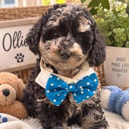 Ollie - Merle male Goldendoodle puppy in Cooper City, Florida from Jenny La Bone