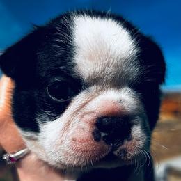 This is Sassys girl 1 - Black brindle and white female Boston Terrier puppy in Yakima, Washington from Barnett’s AKC Boston Terriers