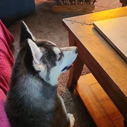 Siberian Husky Puppies from Spirit of the Moon Siberians