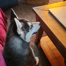 Siberian Husky Puppies from Spirit of the Moon Siberians