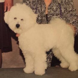 Bichon Frises from Escapade Bichons