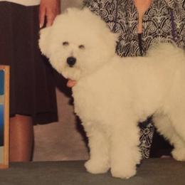 Bichon Frises from Escapade Bichons