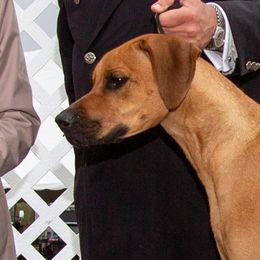 Sora - Rhodesian Ridgeback