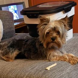 Bentley - Yorkshire Terrier