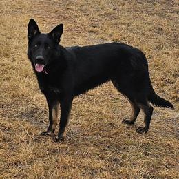 Cleopatra - German Shepherd puppy from Von Thomson Haus