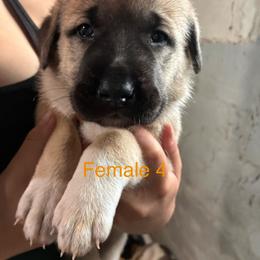 Girl 4 - Fawn female Anatolian Shepherd Dog puppy in Daggett, Michigan from T&S Anatolians