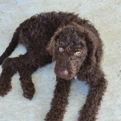Cockapoo, Double Doodle, and Poodle Puppies from Cedar Creek Canines