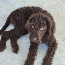 Cockapoo, Double Doodle, and Poodle Puppies from Cedar Creek Canines