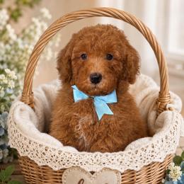 Indy boy - Red  male Goldendoodle puppy in Yuciapa, California from AlltheDoodlez_