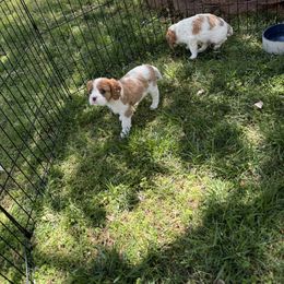 Cavalier King Charles Spaniel Puppies from Campbell’s Cavaliers