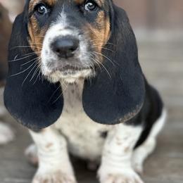 Basset Hound Puppies from Hill Top Basset Hounds & Great Pyrenees